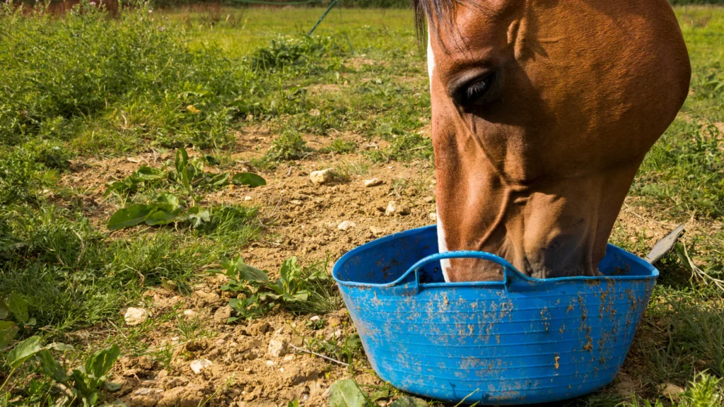 Horse drinking from blue water trough.