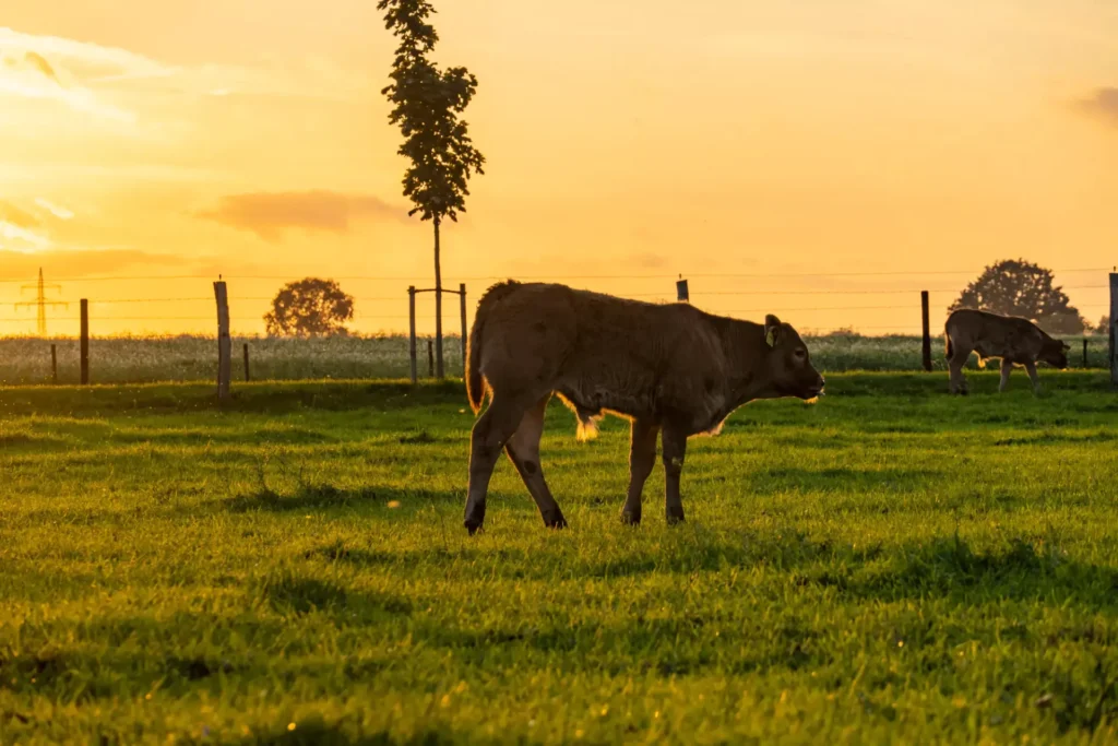 Cows grazing in a sunset field.