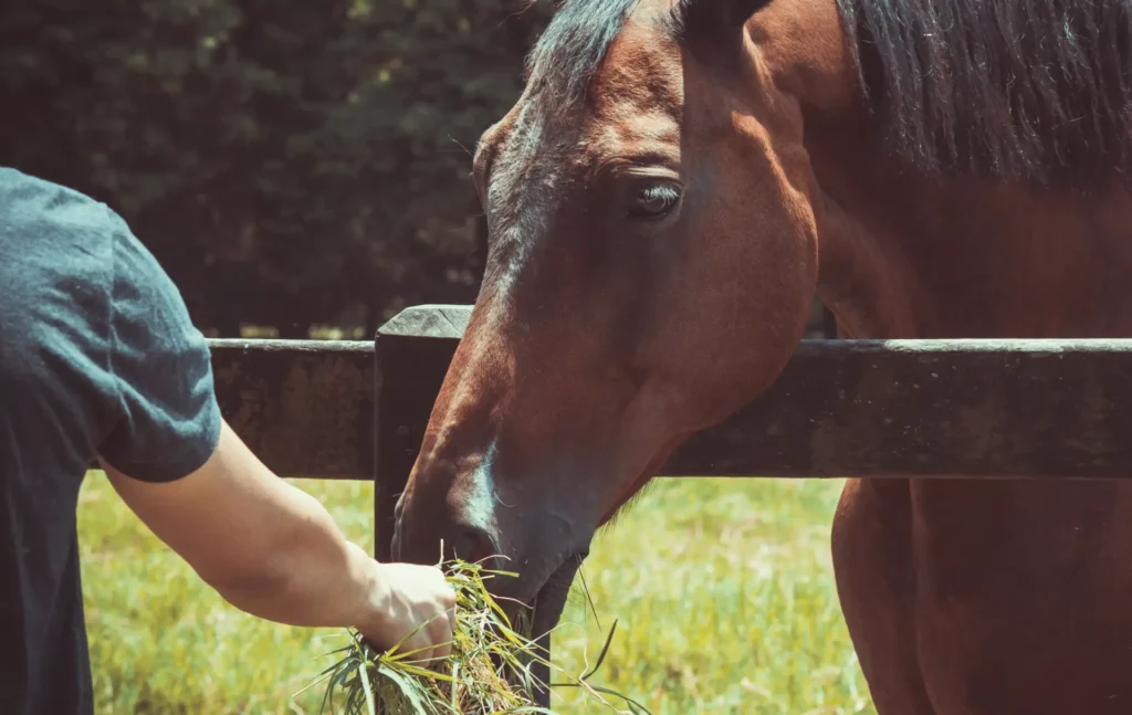 Person feeding horse fresh grass