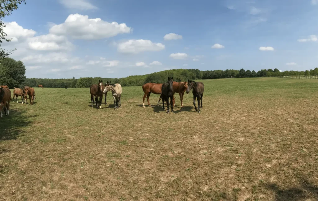 Horses grazing in a sunny field.