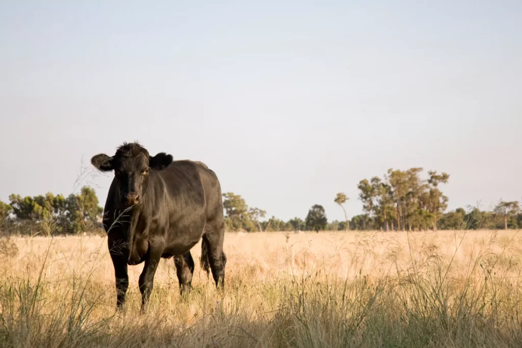 Black cow in a grassy field