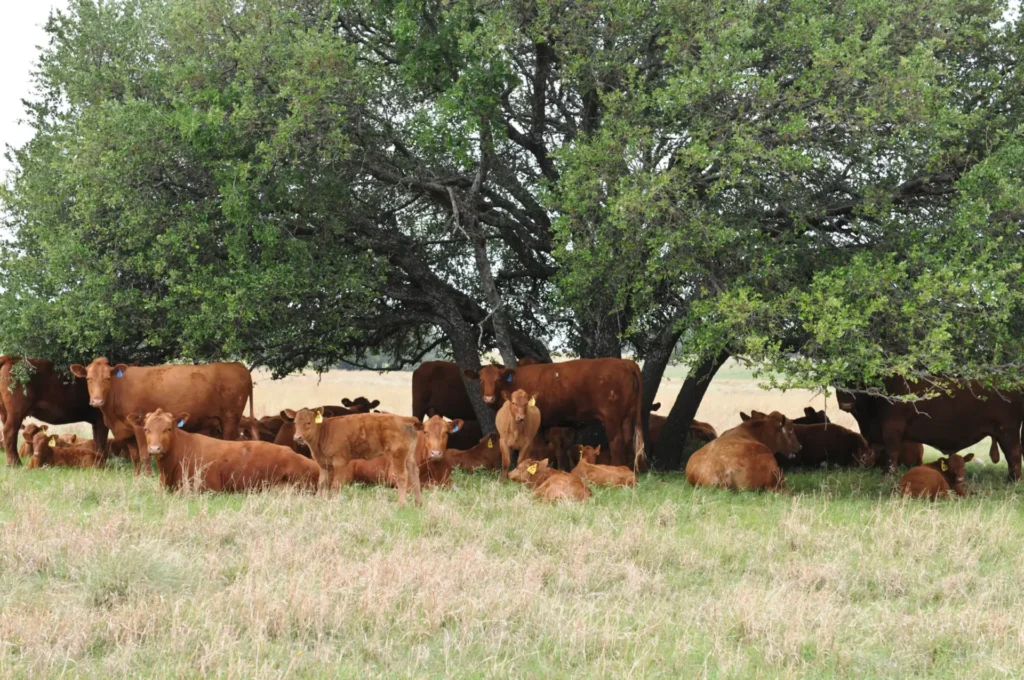 Cattle resting under a large tree.