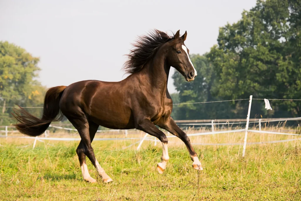 A horse running in a field.