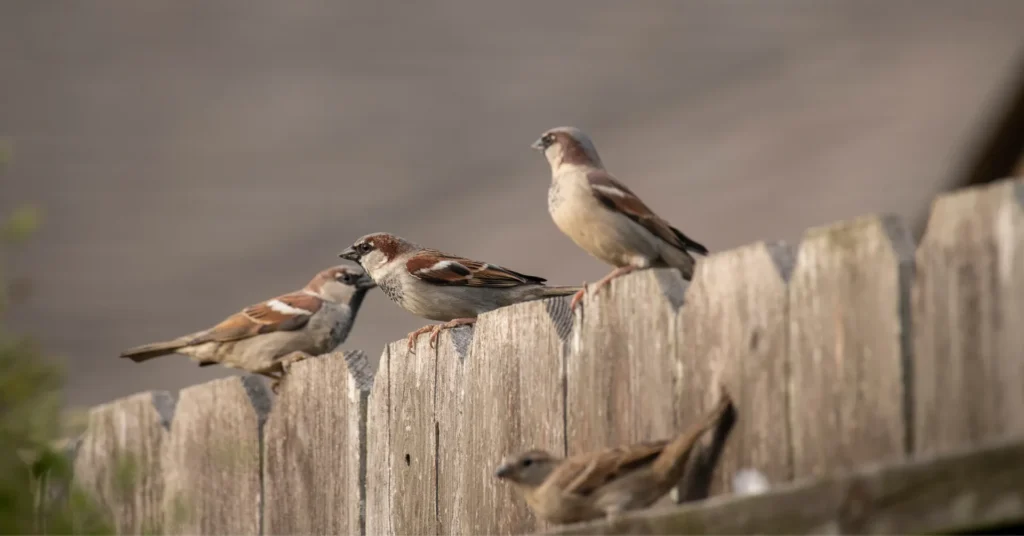 Group of small brown birds perched on a wooden fence with a blurred background.