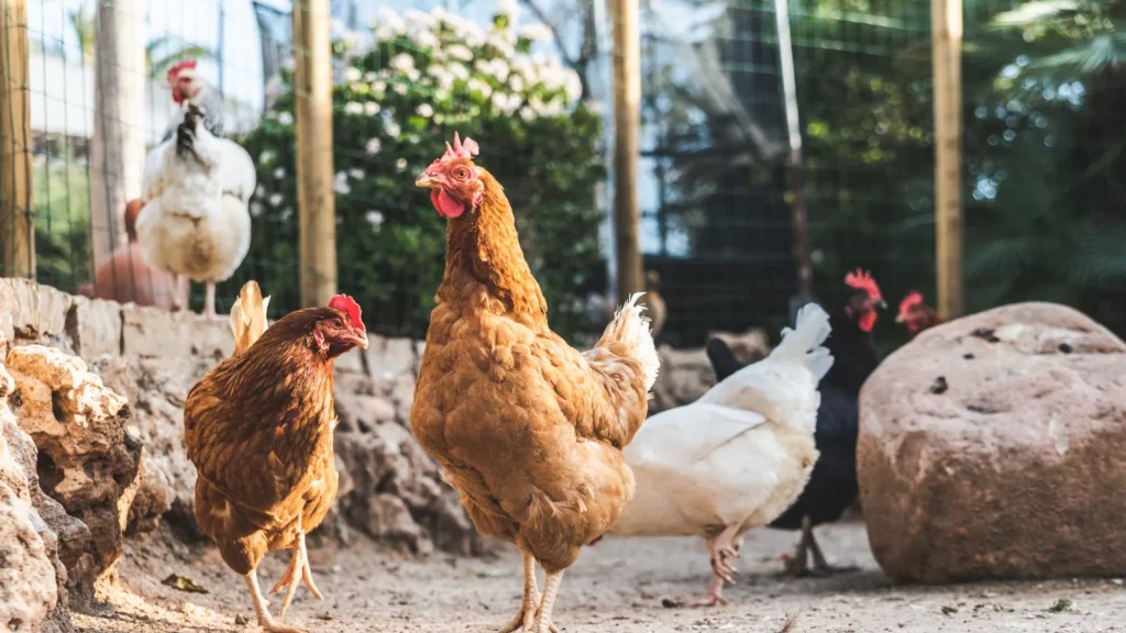 Chickens, both brown and white, standing inside a wooden coop.