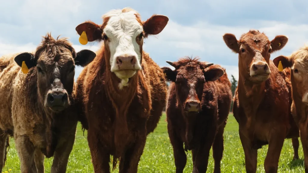 Line of beef cattle standing in a green pasture, facing the camera with yellow ear tags under a cloudy sky.