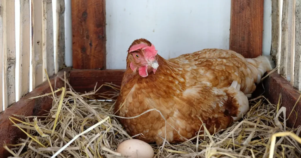 Brown hen nesting in a straw-filled box with a freshly laid egg.