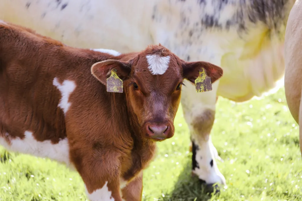 Brown-and-white calf with ear tags standing on green grass beside its mother.