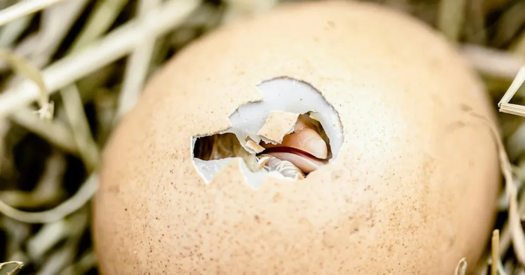 Close-up of a hatching egg with a chick’s beak and feathers peeking through a cracked shell on a nest of straw.