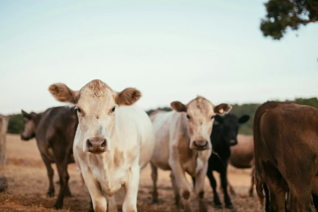 Mixed herd of healthy cattle and goats grazing in a green pasture, illustrating good nutrition.