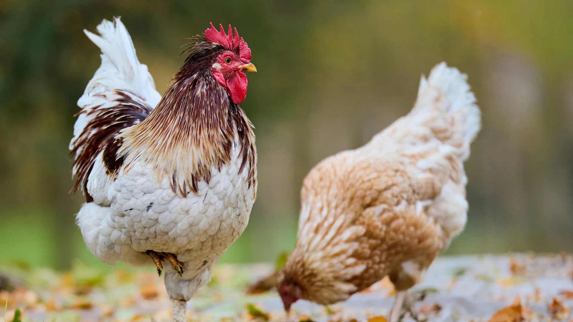Close-up of two healthy chicks on a farm, highlighting proper poultry feed storage and animal nutrition