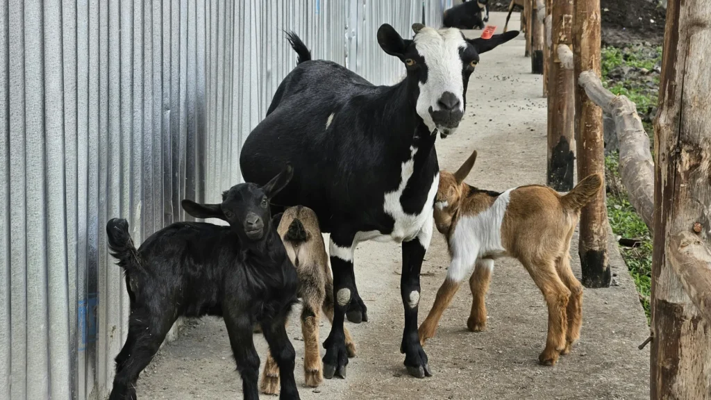 Healthy adult goats and baby goat kids on a farm, highlighting goat nutrition, livestock care, and herd management