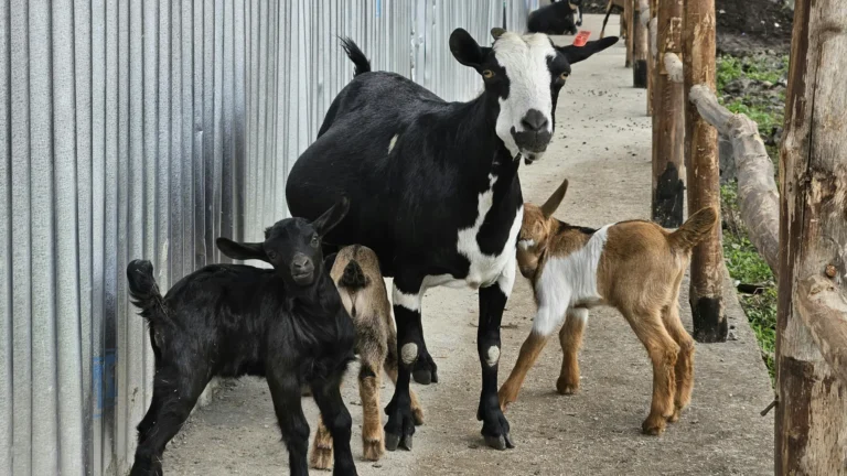 Healthy adult goats and baby goat kids on a farm, highlighting goat nutrition, livestock care, and herd management