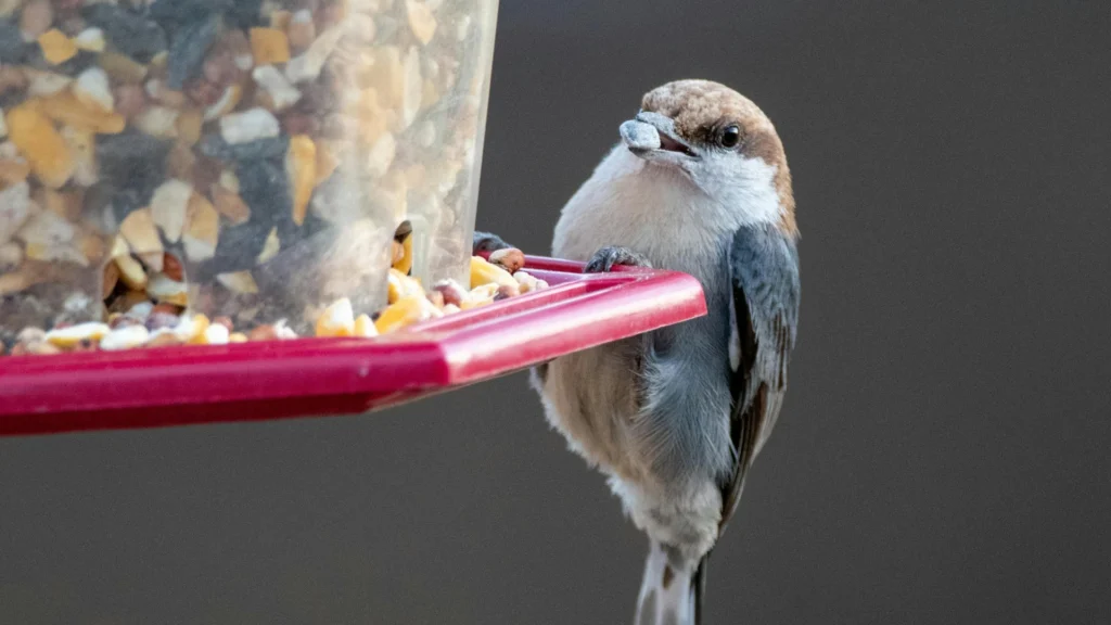 Prepare Backyard Feeders for Spring Migration with a small bird perched on a backyard feeder eating seed.