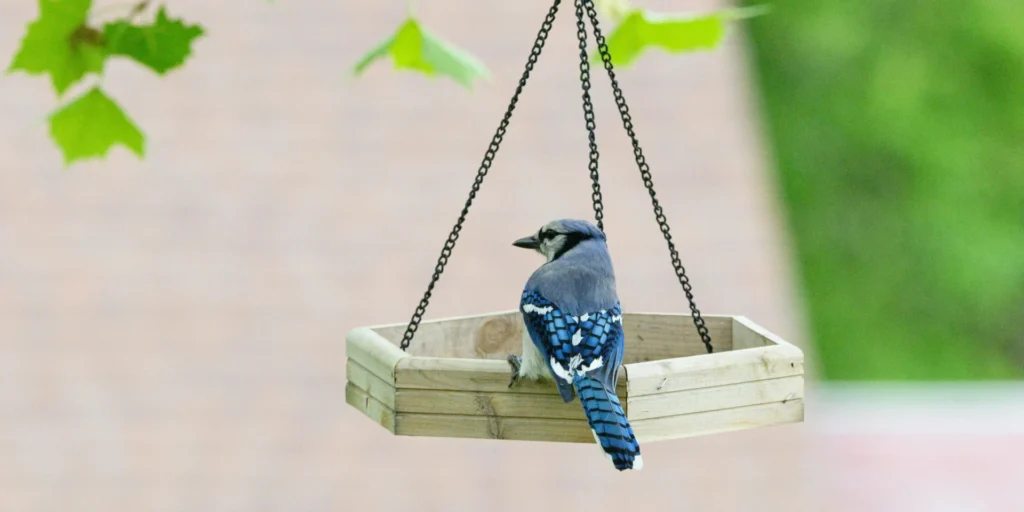 Backyard birds to watch in Texas this season blue jay perched on a hanging wooden feeder