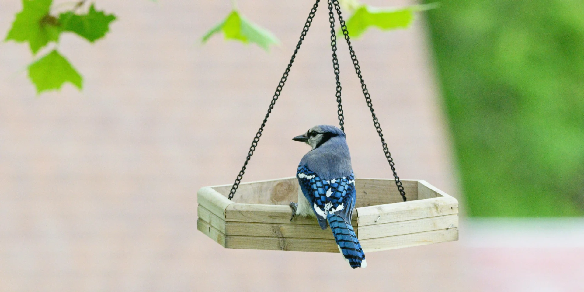 Backyard birds to watch in Texas this season blue jay perched on a hanging wooden feeder