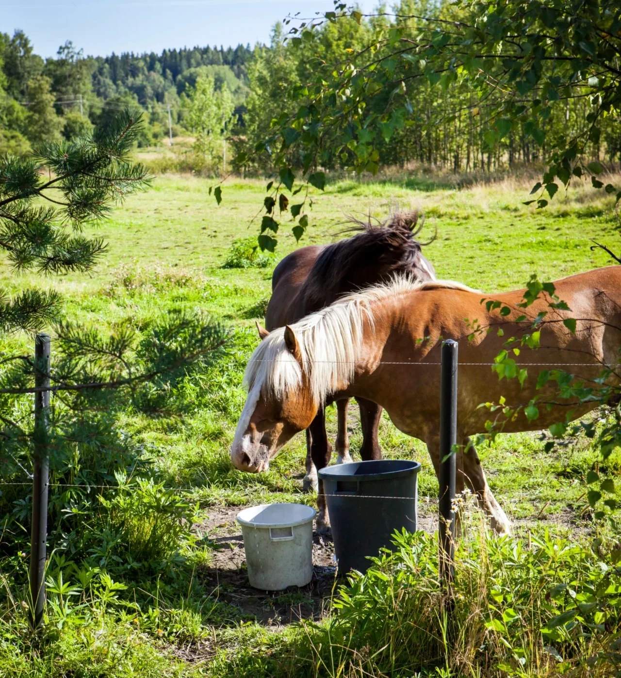 Horses in field eating from bucket