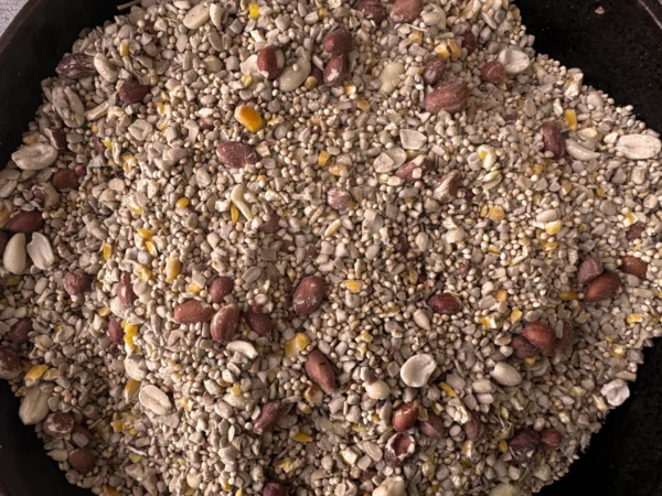 patio blend seeds up close