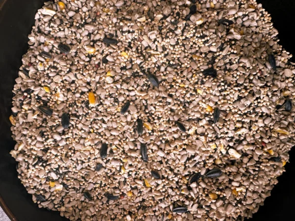 Wild Finch seeds up close