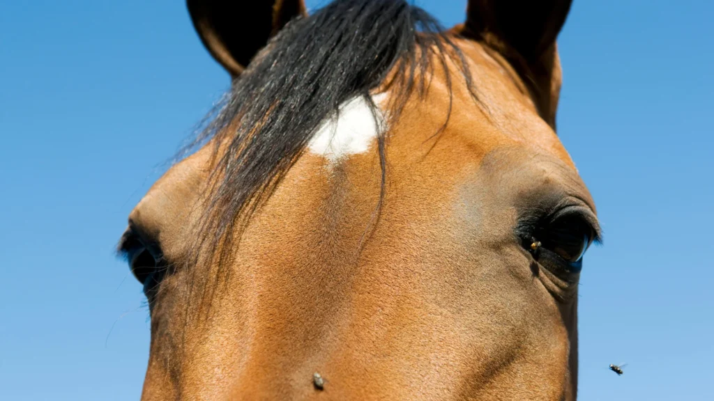 Horse affected by flies during equine fly control and pasture hygiene season