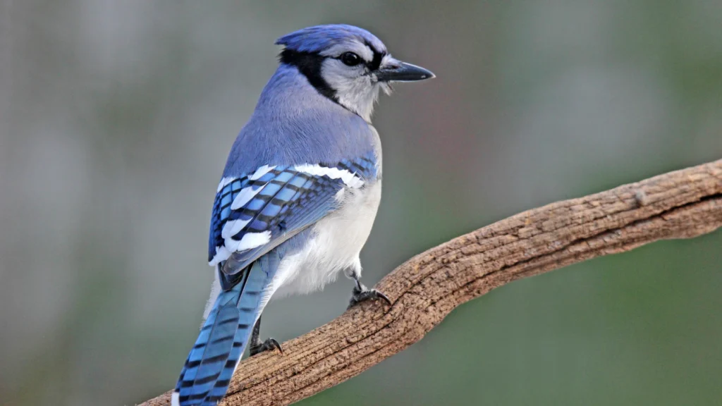 Blue Jay
