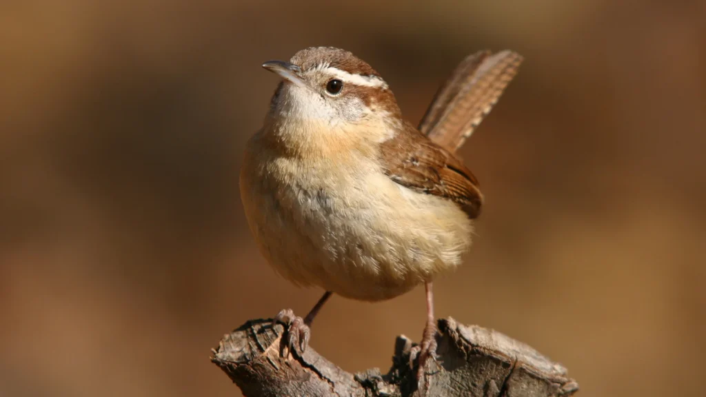 CAROLINA WREN