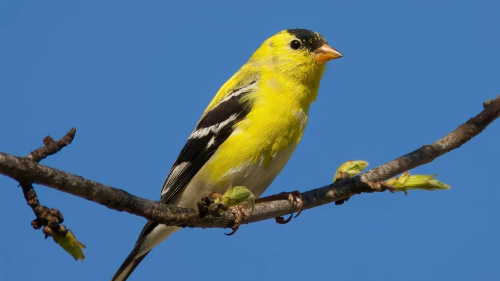 GOLDFINCH