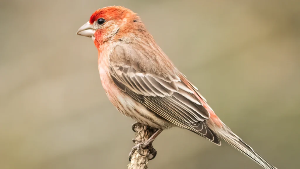 HOUSE FINCH
