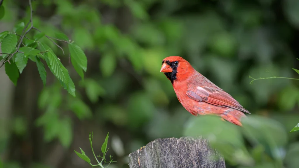 NORTHERN CARDINAL