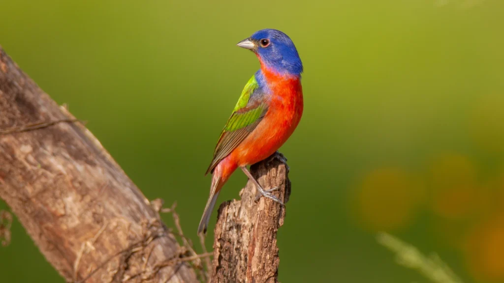 PAINTED BUNTING
