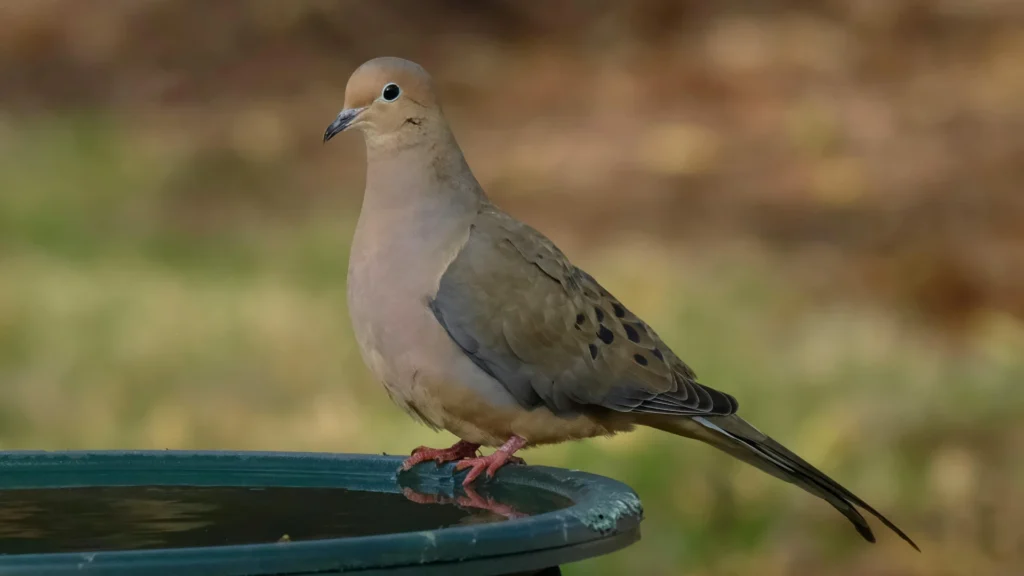 WHITE WING DOVE