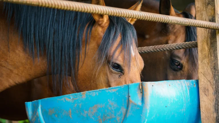 Two horses eating feed for an equine nutrition guide