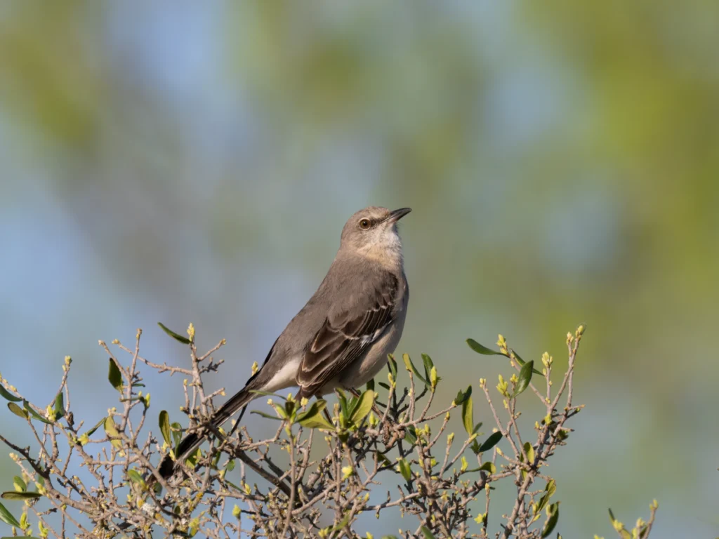 Mockingbird