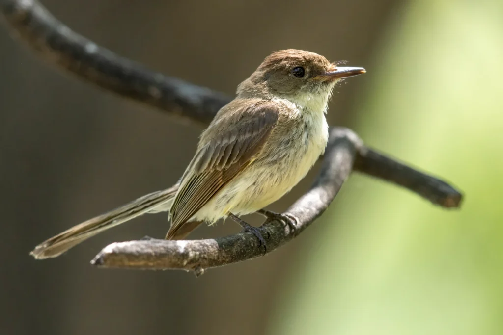 Eastern Phoebes