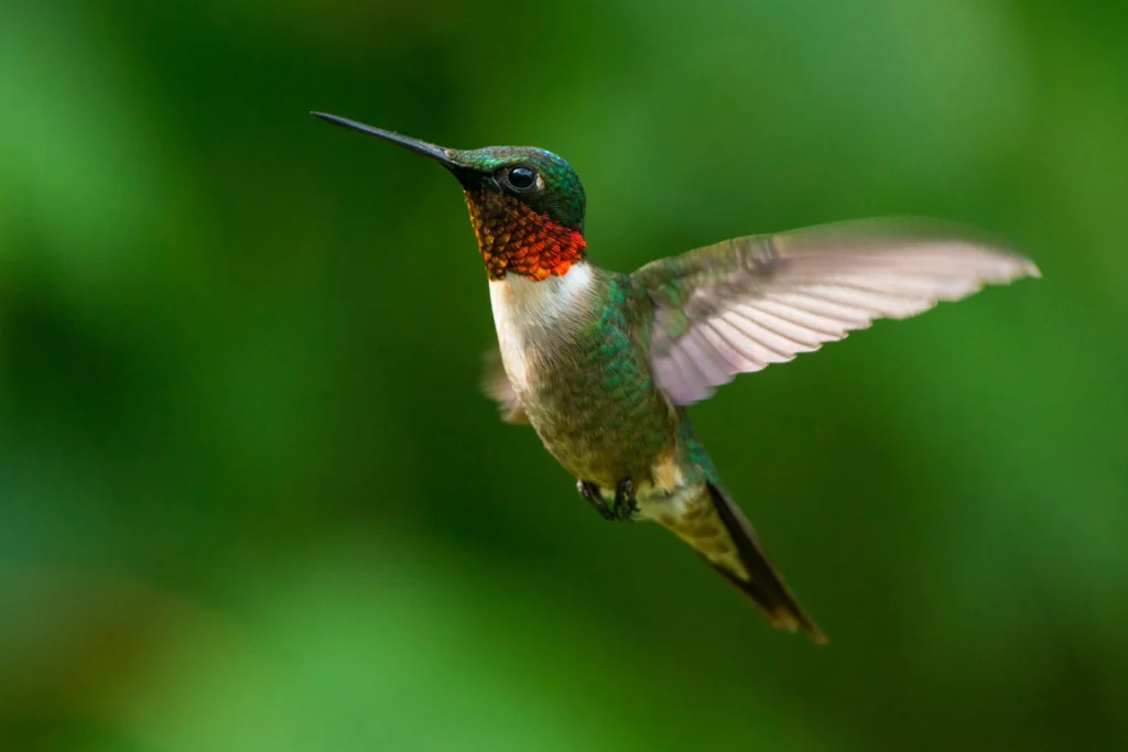 Ruby-throated Hummingbirds