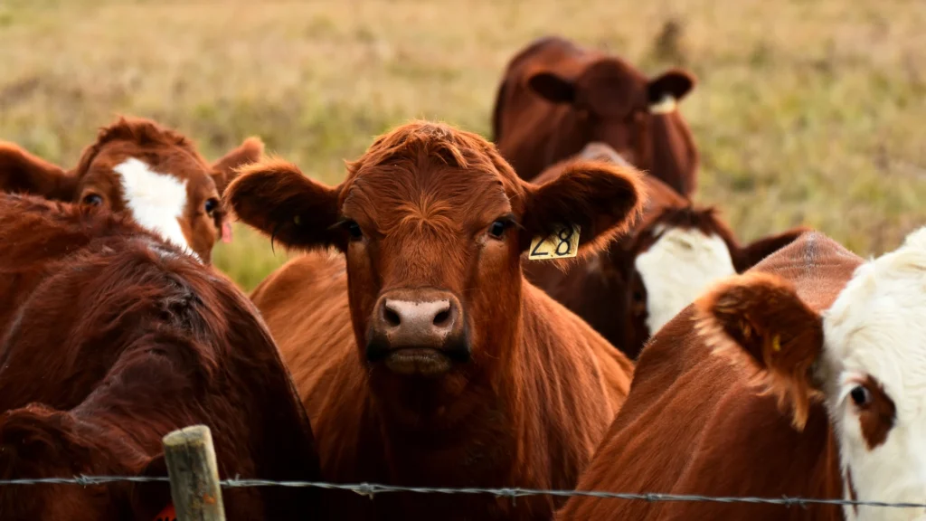 Summer Beef Cattle Feeding Tips - Thomas Moor Feed herd standing in a Texas pasture