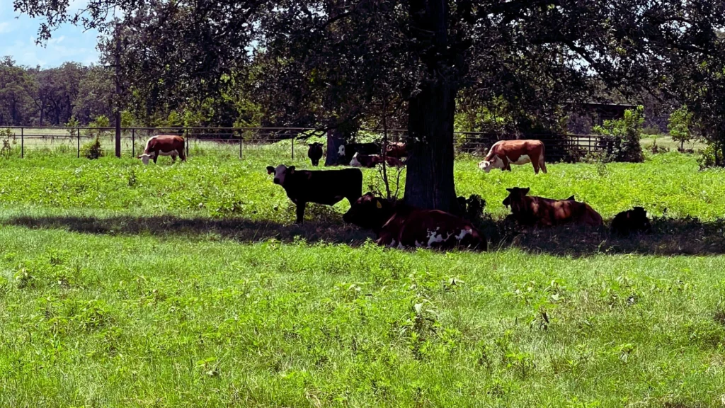 Cattle resting in the shade to keep livestock cool during summer heat