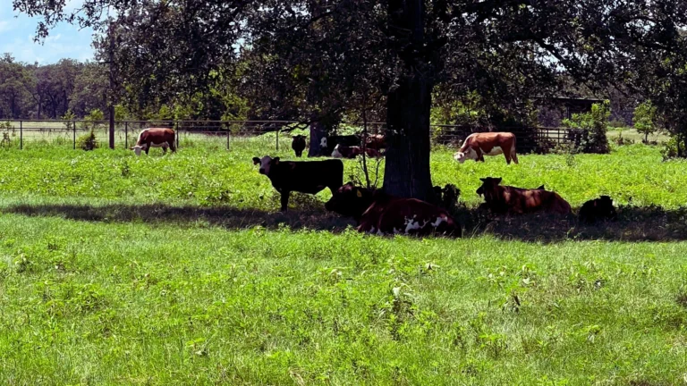 Cattle resting in the shade to keep livestock cool during summer heat