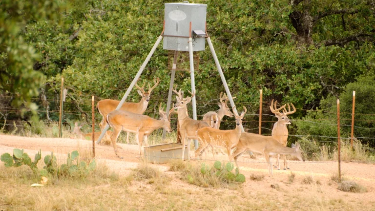 Feeding deer in late summer with supplemental wildlife feed