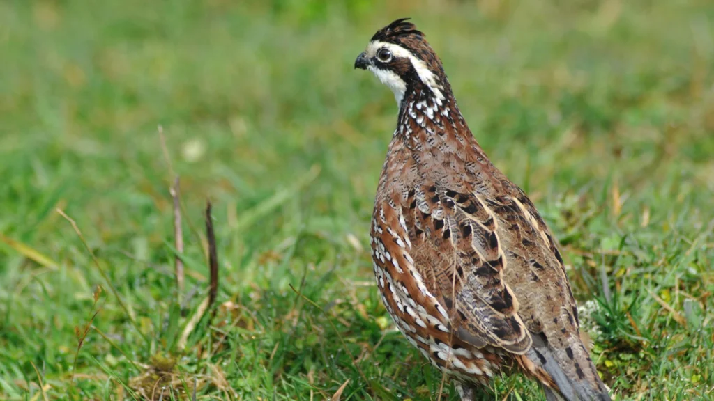 Gamebird Feeding Guide - Thomas Moor Feed quail standing in grassy field
