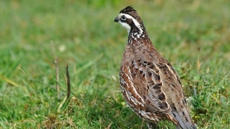 Gamebird Feeding Guide - Thomas Moor Feed quail standing in grassy field