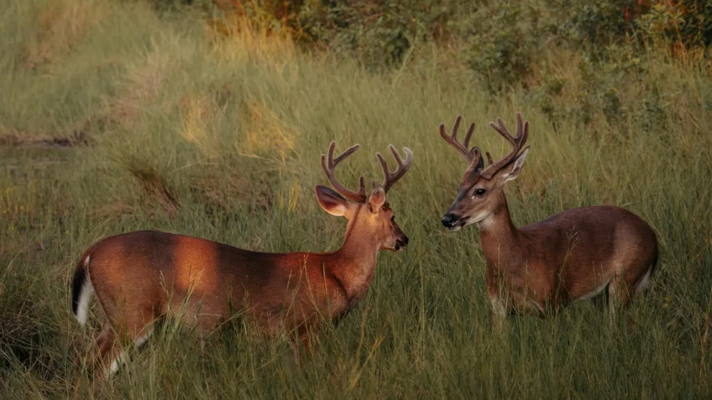 Food plots and hunting stands for deer hunting season