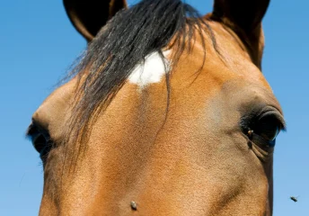 Horse affected by flies during equine fly control and pasture hygiene season