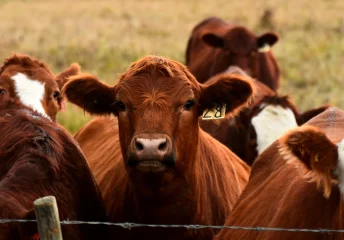 Summer Beef Cattle Feeding Tips - Thomas Moor Feed herd standing in a Texas pasture