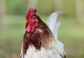 Single hen with bright red combs and wattles showing good health and nutrition, Chicken Combs and Wattles 101 by Thomas Moore Feed