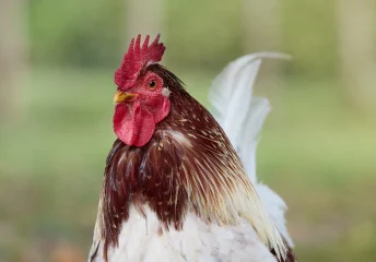 Single hen with bright red combs and wattles showing good health and nutrition, Chicken Combs and Wattles 101 by Thomas Moore Feed