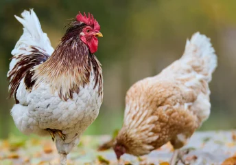 Close-up of two healthy chicks on a farm, highlighting proper poultry feed storage and animal nutrition