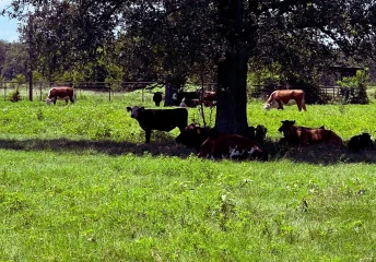 Cattle resting in the shade to keep livestock cool during summer heat