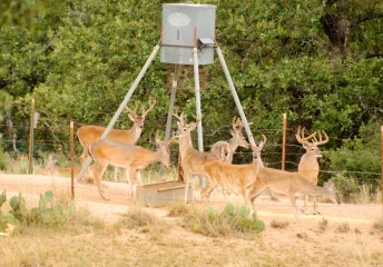 Feeding deer in late summer with supplemental wildlife feed