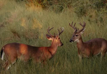 Food plots and hunting stands for deer hunting season